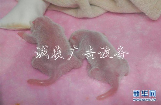 （社會）（1）“遲到的大熊貓寶寶”