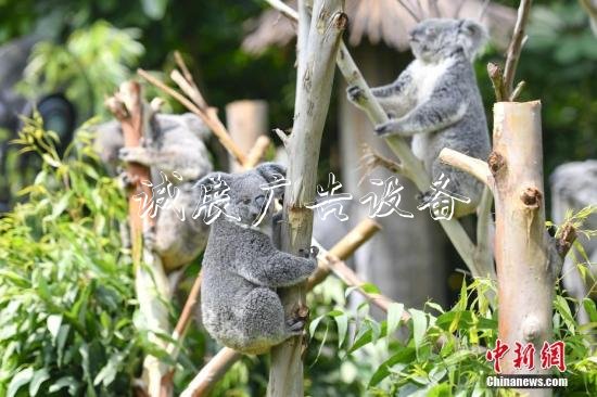 資料圖：考拉。<a target='_blank' href=''>中新社</a>記者 陳驥旻 攝