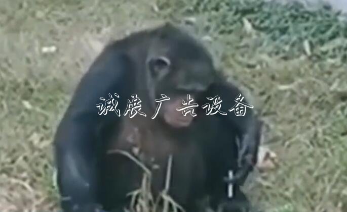 黑猩猩“抽煙” 煙是游宣傳欄廠家客給的！事發(fā)合肥野生動物園