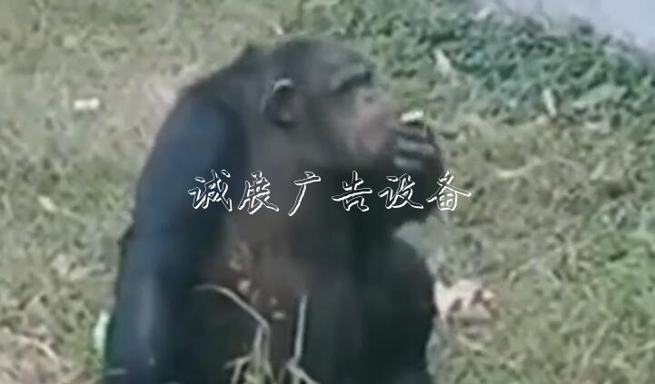 黑猩猩“抽煙” 煙是游宣傳欄廠家客給的！事發(fā)合肥野生動物園