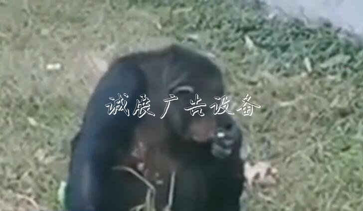 黑猩猩“抽煙” 煙是游宣傳欄廠家客給的！事發(fā)合肥野生動物園