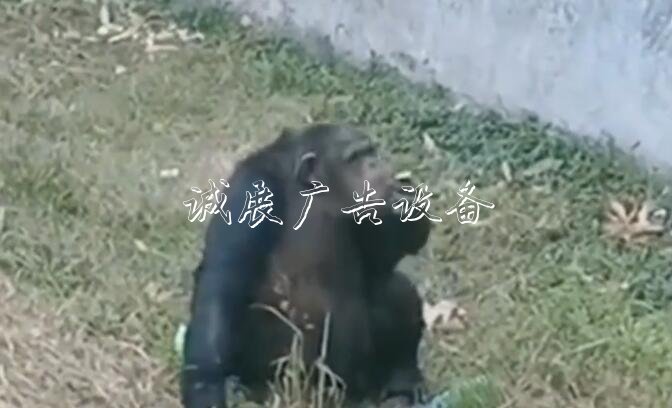黑猩猩“抽煙” 煙是游宣傳欄廠家客給的！事發(fā)合肥野生動物園