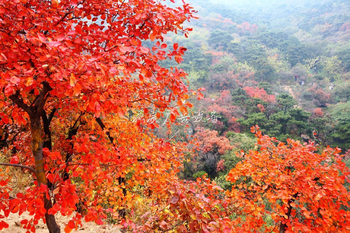 2019北京香山公園紅葉路燈燈箱觀賞攻略(時(shí)間+門票+路線