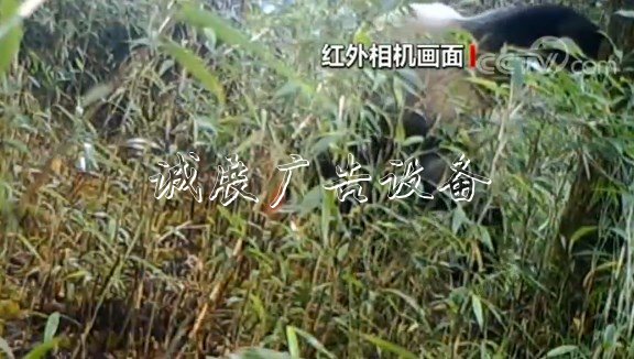 四川崇州:紅外相機(jī)太陽(yáng)能垃圾桶拍到野生大熊貓標(biāo)記行為
