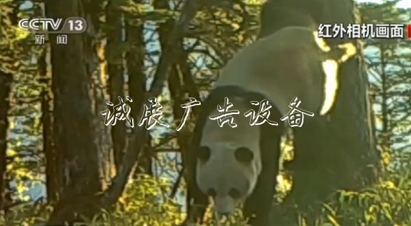 四川崇州:紅外相機(jī)太陽(yáng)能垃圾桶拍到野生大熊貓標(biāo)記行為