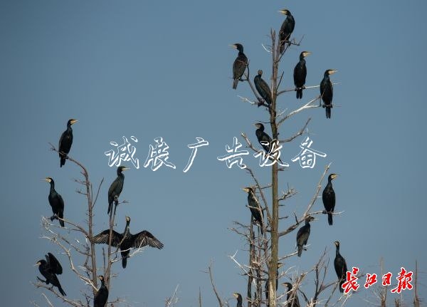 濕地保護得好不社區(qū)宣傳欄好，主要是看鳥