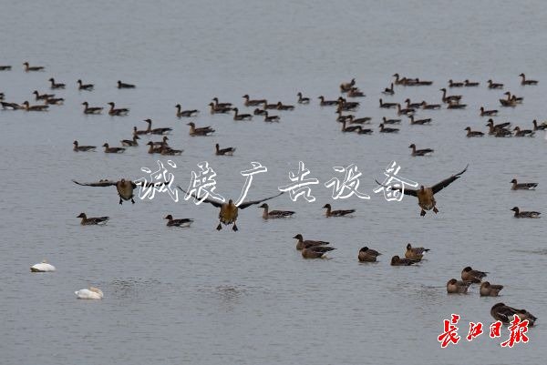 濕地保護得好不社區(qū)宣傳欄好，主要是看鳥