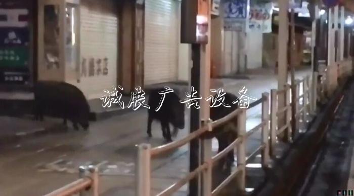 出沒于日本箱根町的野豬。圖片來源：日本富士電視臺視頻截圖