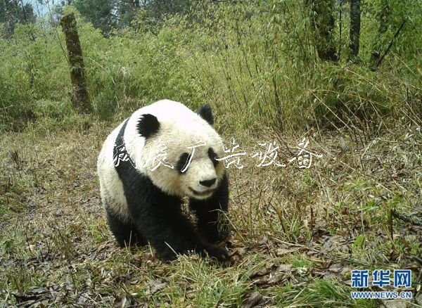 森林巡護員:野生路牌大熊貓棲息地守護者