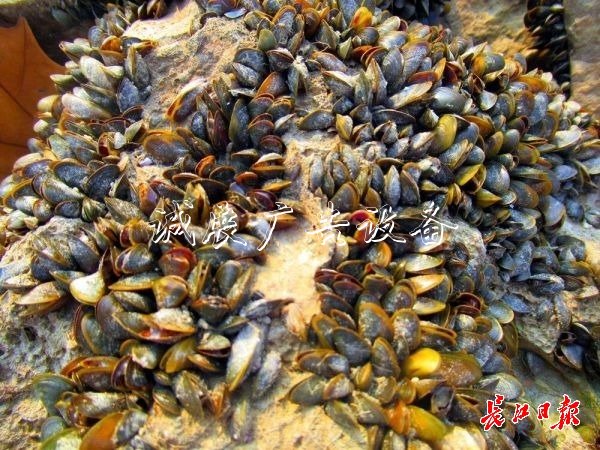 武漢江灘出現(xiàn)數(shù)以萬(wàn)計(jì)文化宣傳欄貝殼，它們的身份讓人意