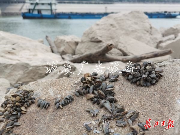 武漢江灘出現(xiàn)數(shù)以萬(wàn)計(jì)文化宣傳欄貝殼，它們的身份讓人意