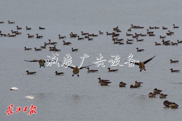 快來推薦你心目中的市滾動式燈箱鳥吧！武漢市市鳥評選啟