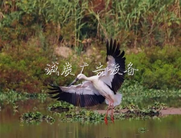 西溪濕地造福杭州路燈燈箱城，他見證10年巨變