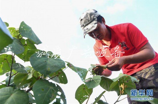 （圖片故事）（23）紅樹林里的守護者
