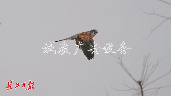 “城市小獵人”紅隼現(xiàn)宣傳欄身漢口江灘，它愛吃鼠類