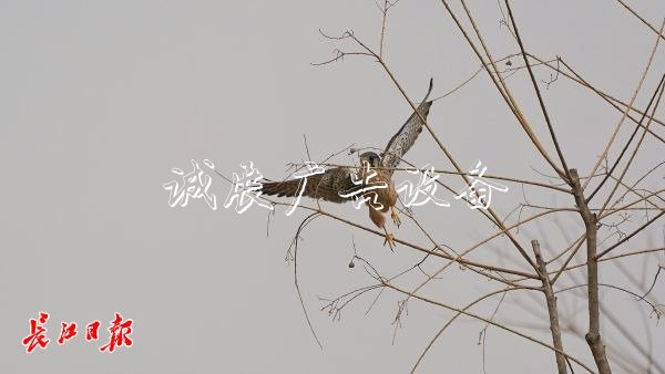 “城市小獵人”紅隼現(xiàn)宣傳欄身漢口江灘，它愛吃鼠類