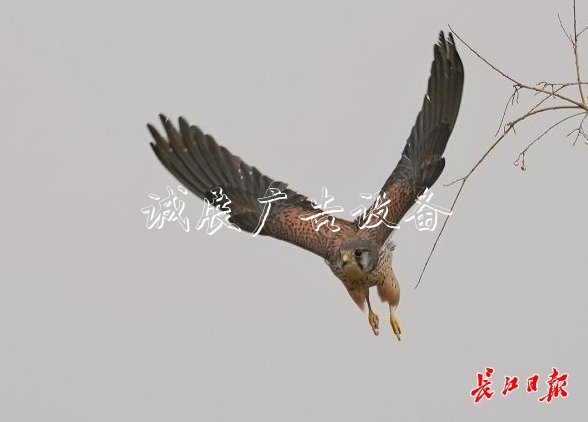 “城市小獵人”紅隼現(xiàn)宣傳欄身漢口江灘，它愛吃鼠類