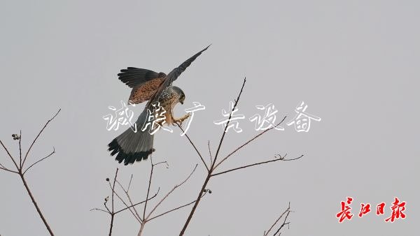 “城市小獵人”紅隼現(xiàn)宣傳欄身漢口江灘，它愛吃鼠類