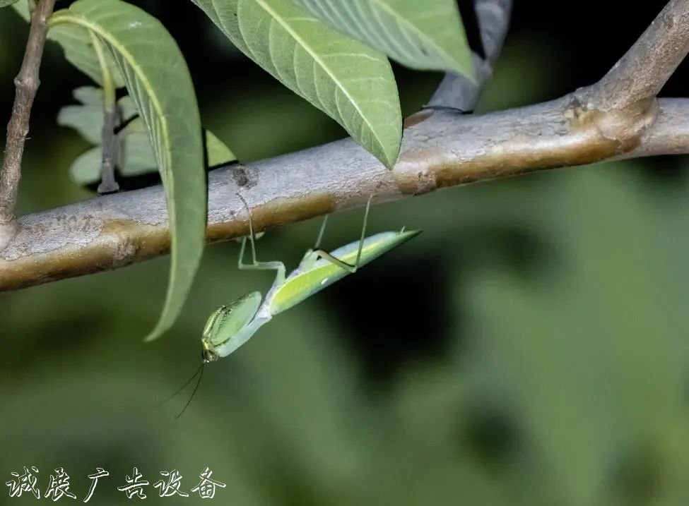 霓虹璀璨的不夜城里，太陽(yáng)能垃圾桶讓我們一起守護(hù)這片黑暗