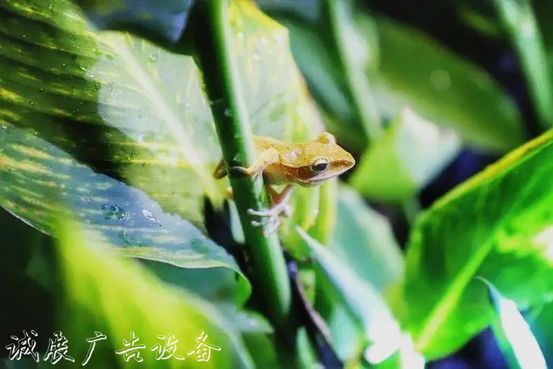 霓虹璀璨的不夜城里，太陽(yáng)能垃圾桶讓我們一起守護(hù)這片黑暗
