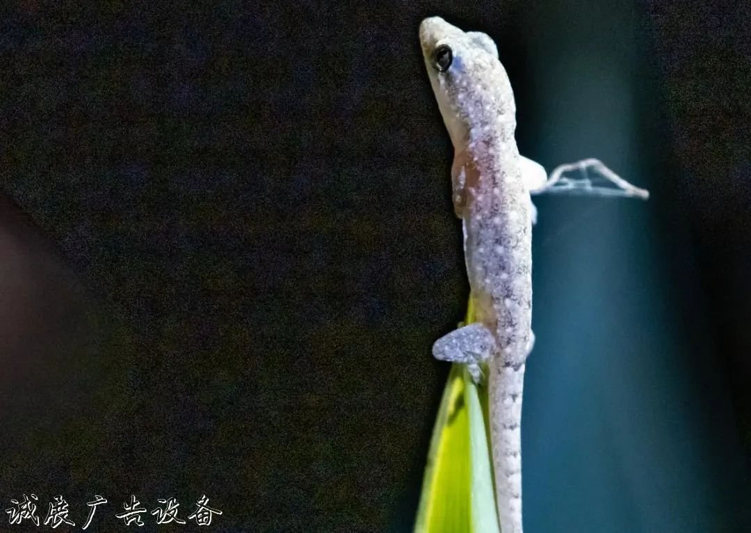 霓虹璀璨的不夜城里，太陽(yáng)能垃圾桶讓我們一起守護(hù)這片黑暗
