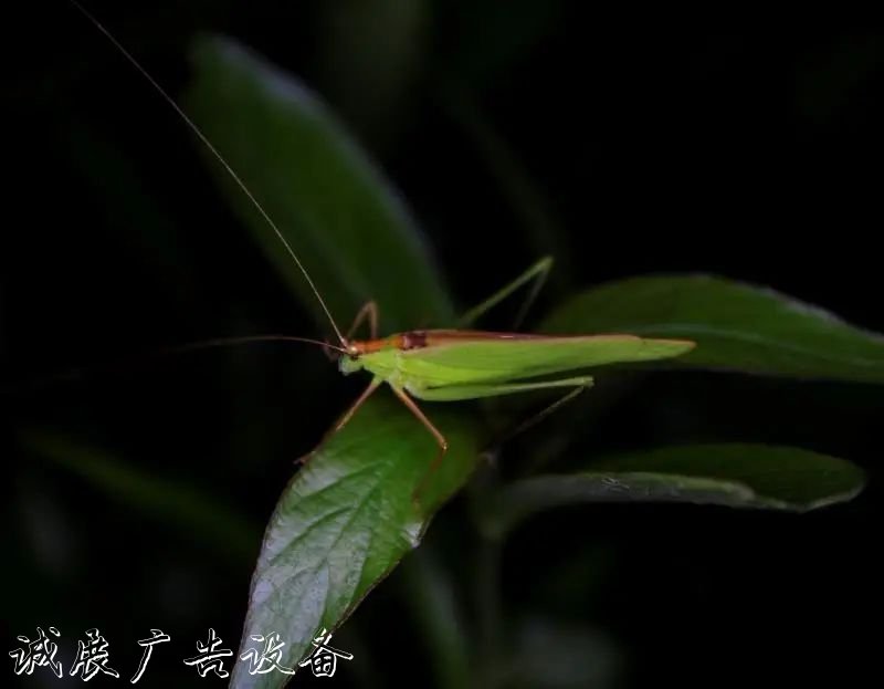 霓虹璀璨的不夜城里，太陽(yáng)能垃圾桶讓我們一起守護(hù)這片黑暗