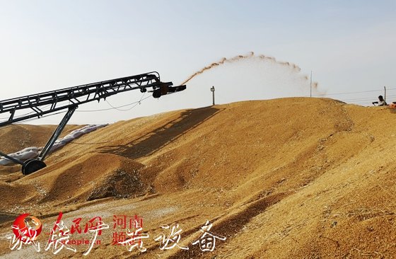 讓"中國碗"多盛"河南糧"　　8600萬畝小麥顆粒歸倉，今年又是一個豐收年！近年來，河南糧食連年豐收，總產(chǎn)量穩(wěn)定在1300億斤左右。全國1/10的糧食、超過1/4的小麥均產(chǎn)自這里，<a href=